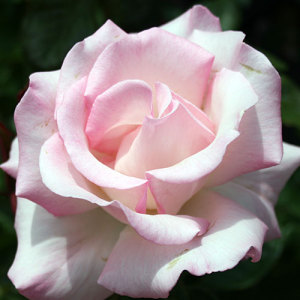rosa-grandiflora-queen-elizabeth